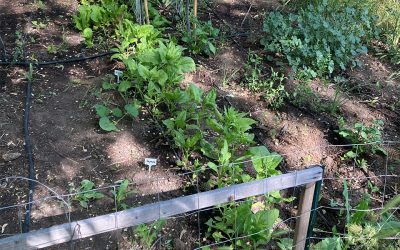 Business Technology: What My Failed Garden Taught Me About It (And Why It Matters For You)