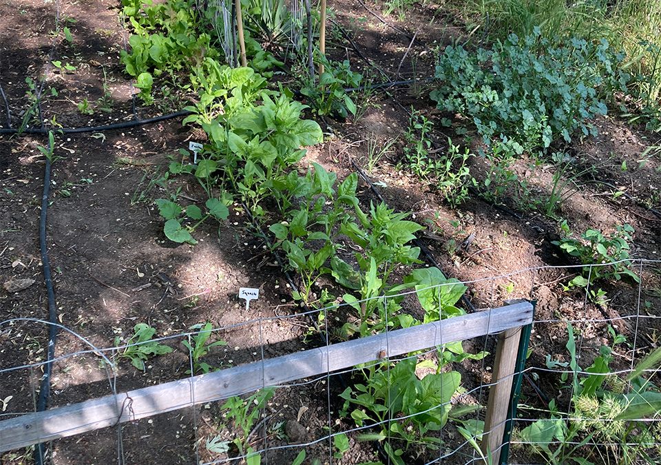 Business Technology: What My Failed Garden Taught Me About It (And Why It Matters For You)